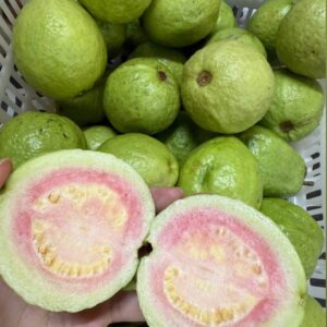 番石榴   GAVA QUẢ ỔI